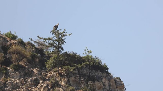 Vulture perched on a pine tree in a Limassol forest