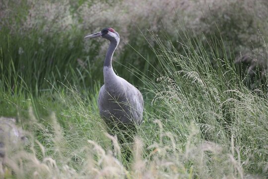 European crane (Grus grus), Mecklenburg-Western Pomerania, Germany