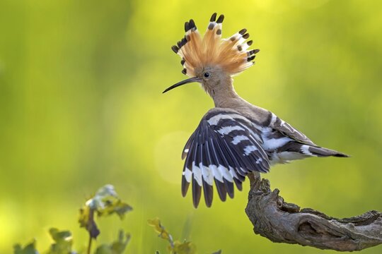 Hoopoe (Upupa epops) bird of the year 2022, male, bridal gift, prey, foraging, interaction, landing on branch, bonnet, sunrise, interaction, on the ground, delivery of food, sandhill, sand bathing, climate change, Middle Elbe biosphere reserve, Saxony-Anhalt, Germany