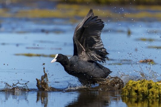 Eurasian Coot with spread wings moving powerfully through the water, water splashing up, coot, (Fulicia atra), wildlife, Germany