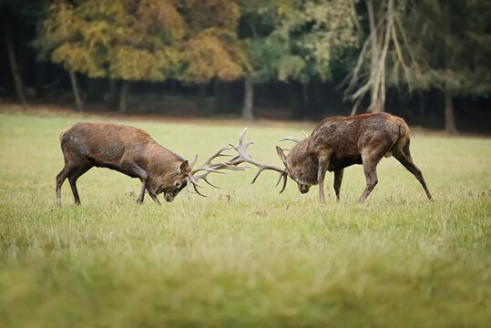 Red deer (Cervus elaphus), stags fighting in the rutting season, North Rhine-Westphalia, Germany