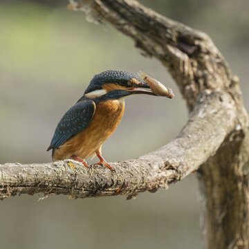 Kingfisher (Alcedo atthis) sitting on a branch, perch, with captured prey tadpole in its beak, Lower Saxony, Germany