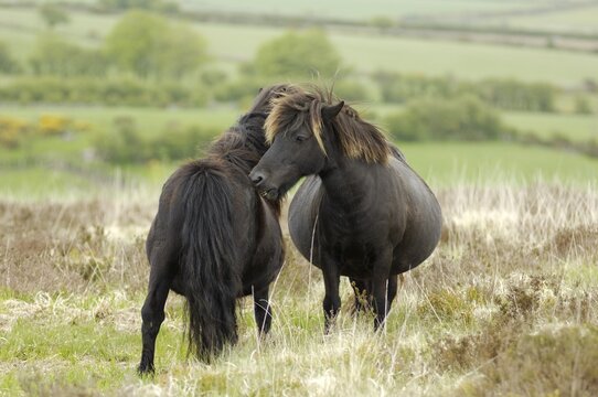 Dartmoor Ponies Dartmoor National Park Devon England