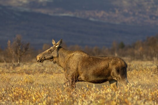 An elk cow (Alces alces) wanders through a swamp area in the light of the evening sun, Norway