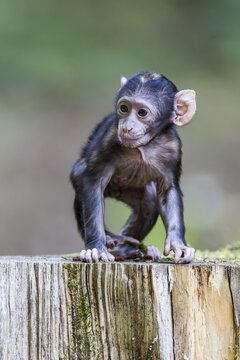 Barbary Macaque (Macaca sylvanus), young, native to Morocco, captive