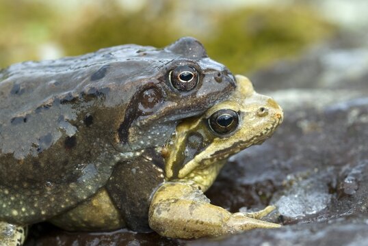 Mating European Common Frogs (Rana temporaria), Kurzer Grund, Kelchsau, Tyrol, Austria, Europe