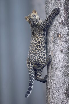 Indian indian leopard (Panthera pardus fusca) young climbing a tree, Czech Republic