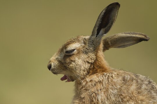 European brown hare (Lepus europaeus) adult sleepy animal yawning, Suffolk, England, United Kingdom