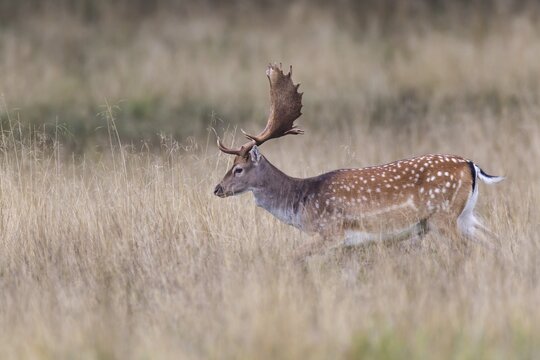 Fallow Deer (Dama dama), Copenhagen, Denmark