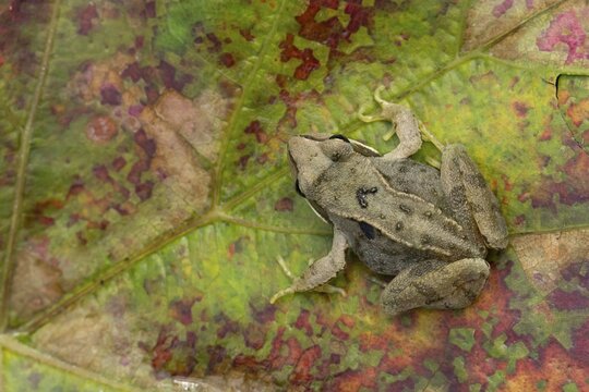 Common frog (Rana temporaria) juvenile baby froglet amphibian on an autumn colour leaf, England, United Kingdom