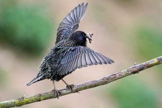 Starling (Sturnus vulgaris) with food, Germany