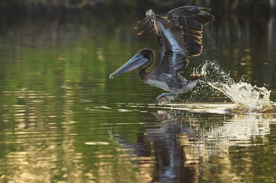 A pelican takes off from the surface of the water leaving splashes surrounded by shimmering reflections, Brown Pelican, (Pelecanus occidentalis), Everglades National Park, Florida, USA