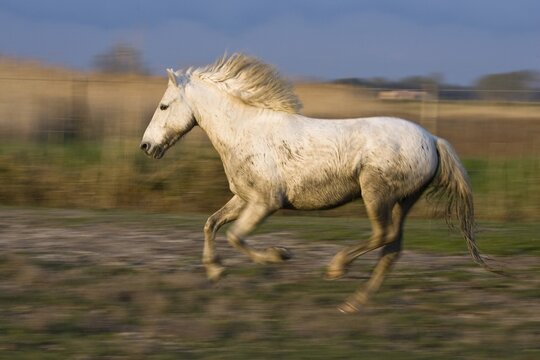 Gallopping Camargue horse, Camargue, Southern France, Europe
