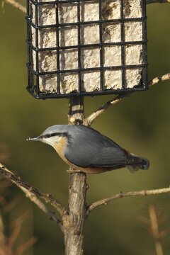 Eurasian nuthatch (Sitta europaea) at winter feeding, Allg&auml;u, Bavaria, Germany