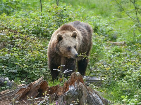 Brown bear (Ursus arctos) standing in a forest clearing and sniffing a plant, captive, Bavarian Forest National Park, Bavaria, Germany