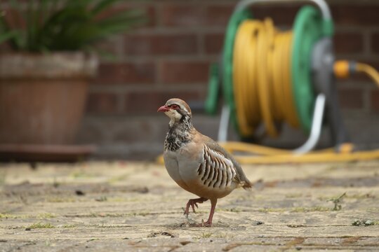 Red legged partridge (Alectoris rufa) adult bird on a urban garden patio, Suffolk, England, United Kingdom