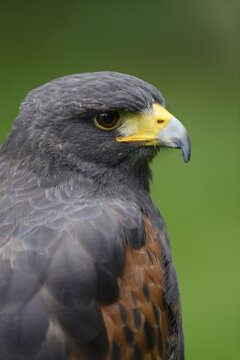 Harris's hawk (Parabuteo unicinctus), portrait, captive, occurring in North America and Central America