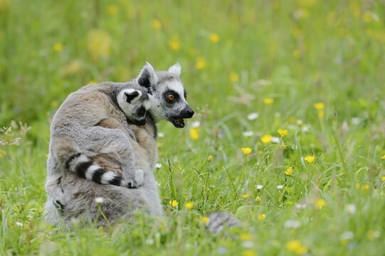 Catta (Lemur catta), female with young, captive, occurring in Madagascar