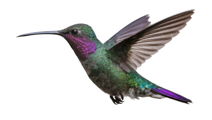 Obraz premium Green hummingbird with purple throat in flight