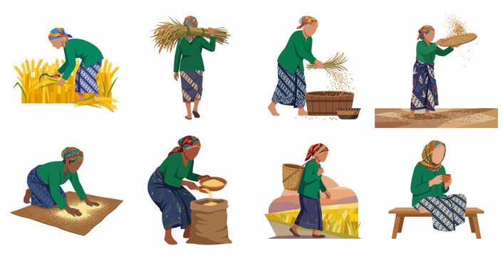 Traditional Indonesian Woman Farmer Harvesting and Processing Rice Paddy Vector Illustration Set