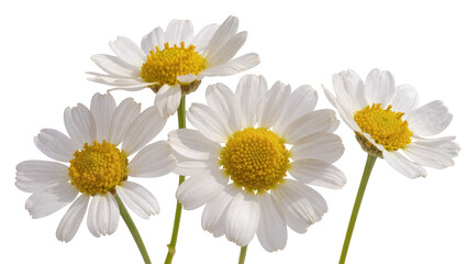Obraz premium Four white daisies with yellow centers and green stems