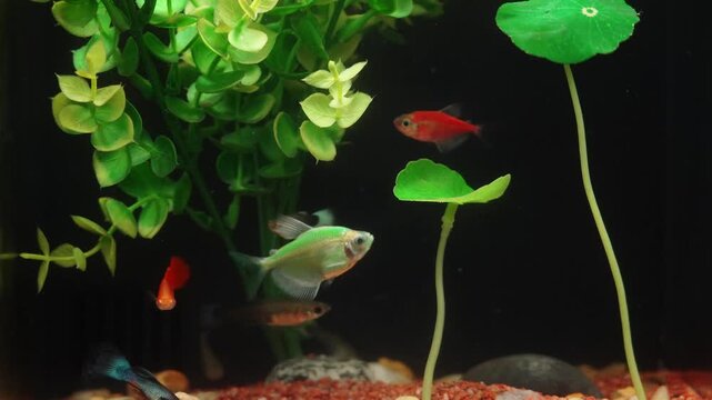 Small fish swimming in a freshwater aquarium with green plants