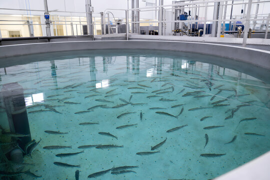 Modern Salmon Hatchery Tank With Young Fish