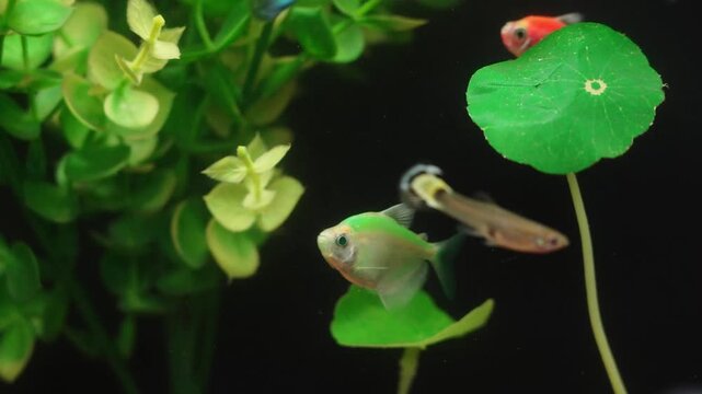 Small fish swimming in a freshwater aquarium with green plants