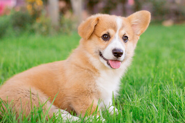 Fototapeta premium A Welsh corgi puppy on a summer walk