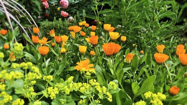 Vibrant orange calendula marigold flowers blooming in a lush green garden