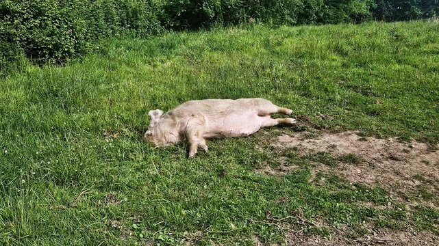 Large domestic pig sleeping peacefully on a green grass field at a rural farm