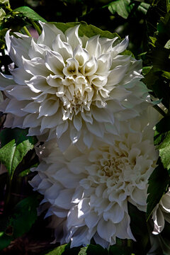 View of dahlia in the garden. Variety - White Alva's