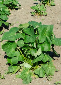 Ligularia plant with large green leaves growing in dry soil during hot weather, needing watering and proper garden care for healthy growth.