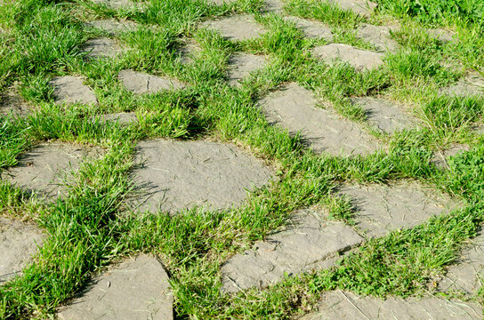 stone path with grass growing between rocks forms natural walkway. green grass fills gaps in stone path creating organic texture. this path blends hardscape and nature in garden design.