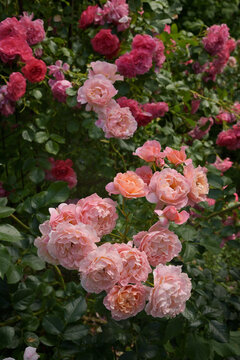 Floribunda Shrub Marie Curie roses in garden