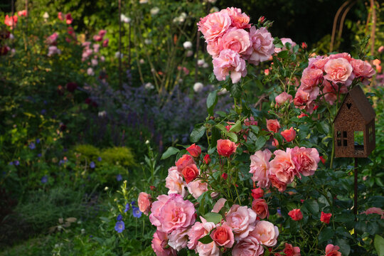 Floribunda roses Aprikola in garden