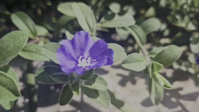 Beautiful blue daze flower blooming in the garden