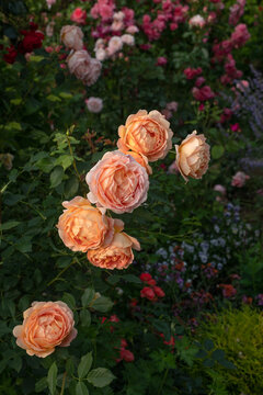 Beautiful roses Lady of Shalott