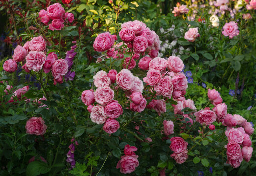 Beautiful pink roses Leonardo Da Vinci