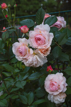 Beautiful roses A Shropshire Lad in a garden