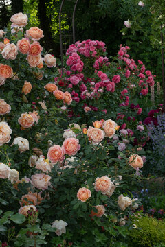 Beautiful roses Lady of Shalott against a background of pink Rosarium Uetersen roses