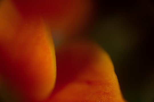 blume makro nah gelb orange