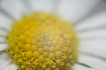 blume gänseblümchen natur pflanze nah makro © fotorena.de