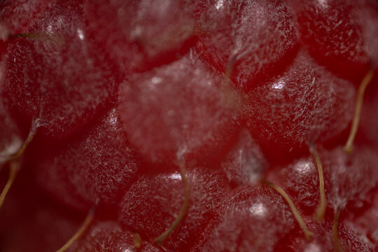 beere frucht natur essen himmbeere makro