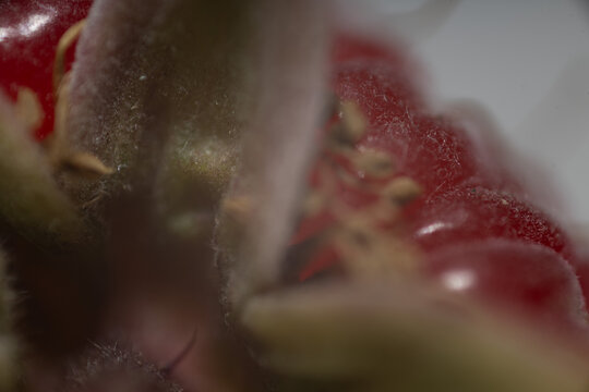 beere frucht natur essen himmbeere makro