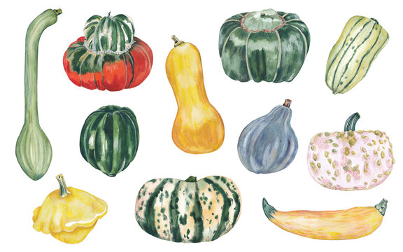 Watercolor squashes set illustration. Hand-painted autumn harvest collection featuring unique winter and summer squash varieties including Buttercup, Butternut, Blue Hubbard, Acorn, Delicata, Carnival