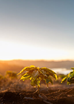 Planta&ccedil;&atilde;o cafeeira, novos p&eacute; de Cultivando caf&eacute; com p&ocirc;r do sol