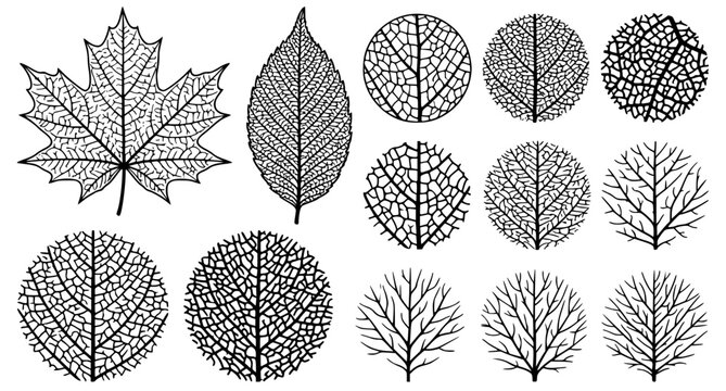Leaf Vein Skeleton Texture Set with Macro Plant Cell Structure Patterns