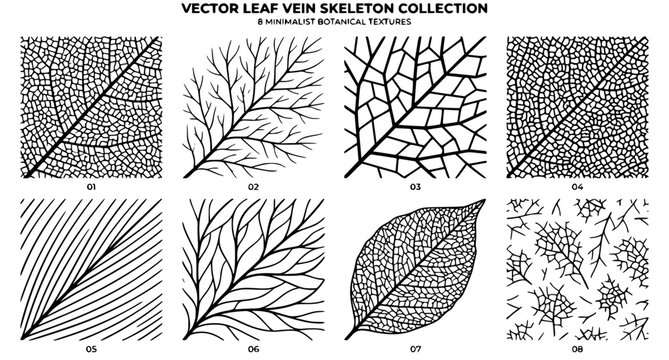 Abstract Leaf Vein Skeleton Patterns with Organic Cell Structure Vector Set