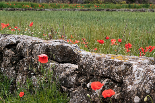 Poppies blooming at the stone fence of the farmland. Arnes, Tarragona, Spain.